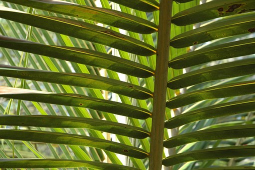 Palma bambusowa
