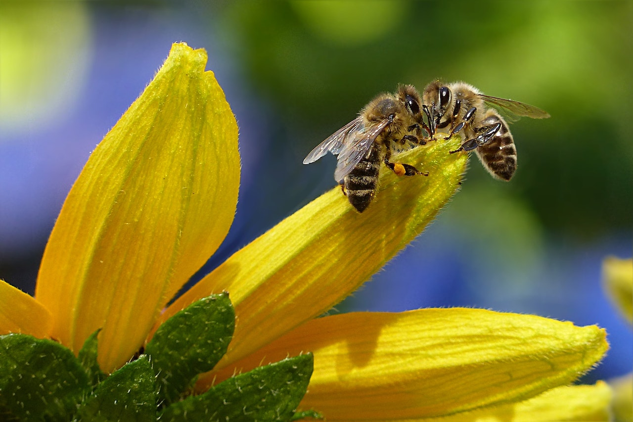 Mleczko pszczele i jego niesamowite właściwości